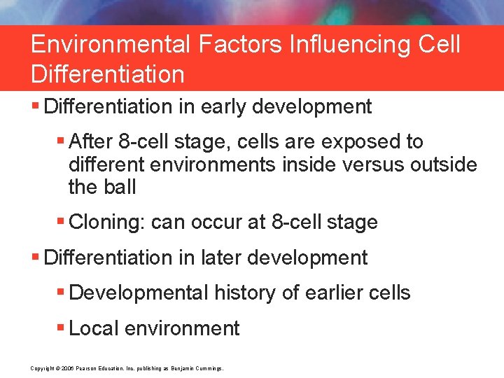 Environmental Factors Influencing Cell Differentiation § Differentiation in early development § After 8 -cell