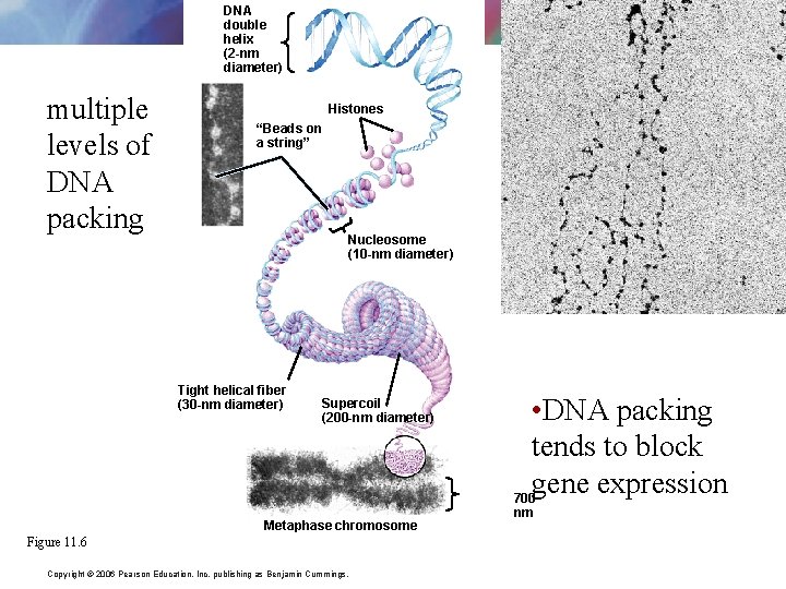 DNA double helix (2 -nm diameter) multiple levels of DNA packing Histones “Beads on