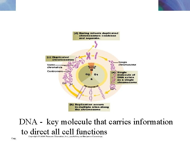 DNA - key molecule that carries information to direct all cell functions Copyright ©