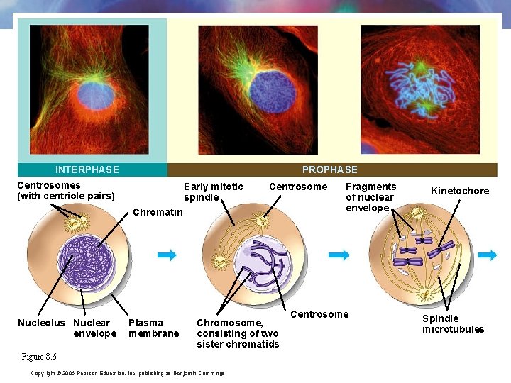 INTERPHASE PROPHASE Centrosomes (with centriole pairs) Early mitotic spindle Centrosome Chromatin Nucleolus Nuclear envelope