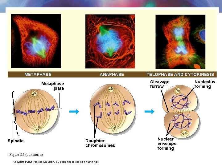 METAPHASE ANAPHASE Cleavage furrow Metaphase plate Spindle TELOPHASE AND CYTOKINESIS Daughter chromosomes Figure 8.