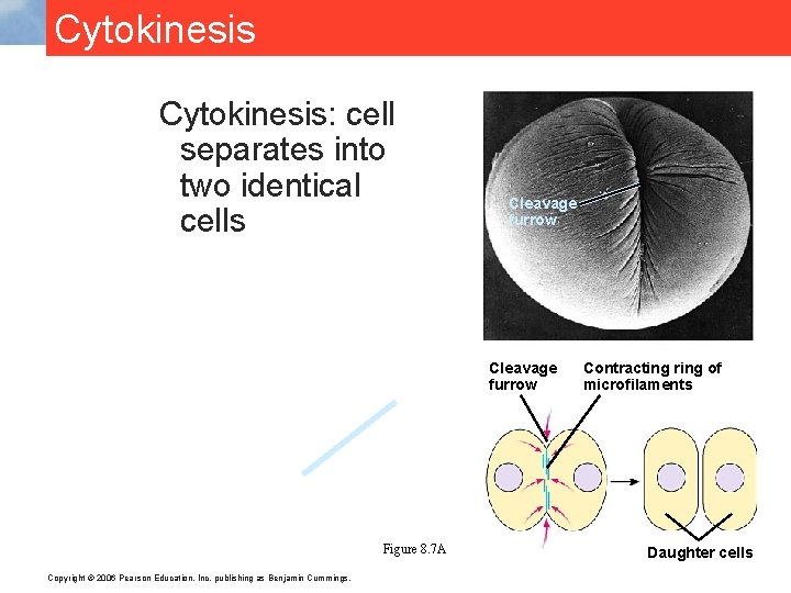 Cytokinesis: cell separates into two identical cells Cleavage furrow Figure 8. 7 A Copyright