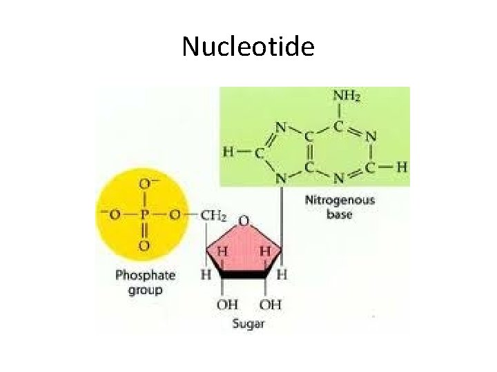 Nucleotide 