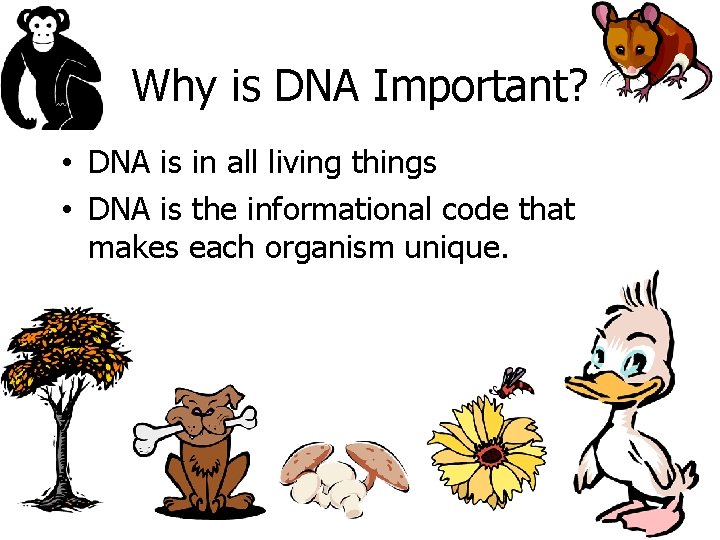 Why is DNA Important? • DNA is in all living things • DNA is