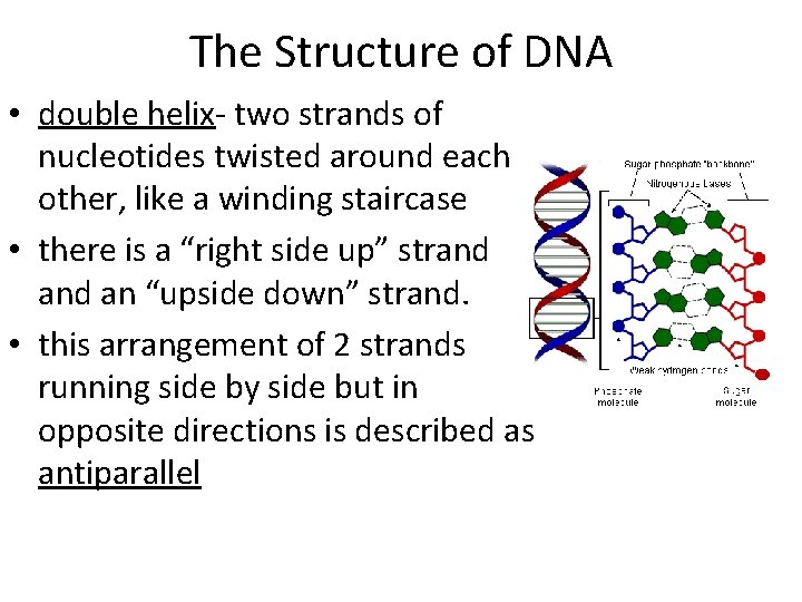 The Structure of DNA • double helix- two strands of nucleotides twisted around each