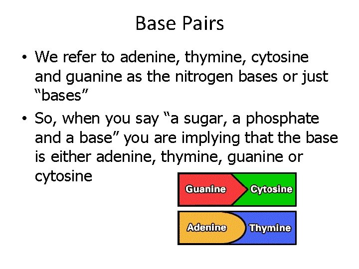 Base Pairs • We refer to adenine, thymine, cytosine and guanine as the nitrogen