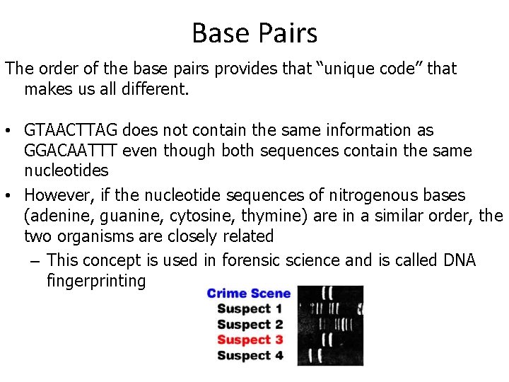 Base Pairs The order of the base pairs provides that “unique code” that makes