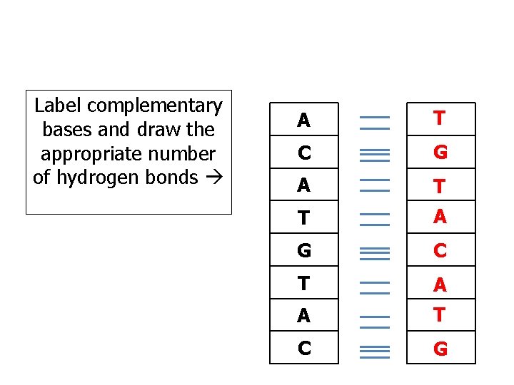 Label complementary bases and draw the appropriate number of hydrogen bonds A T C