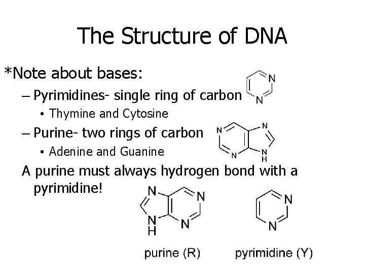 The Structure of DNA *Note about bases: – Pyrimidines- single ring of carbon •