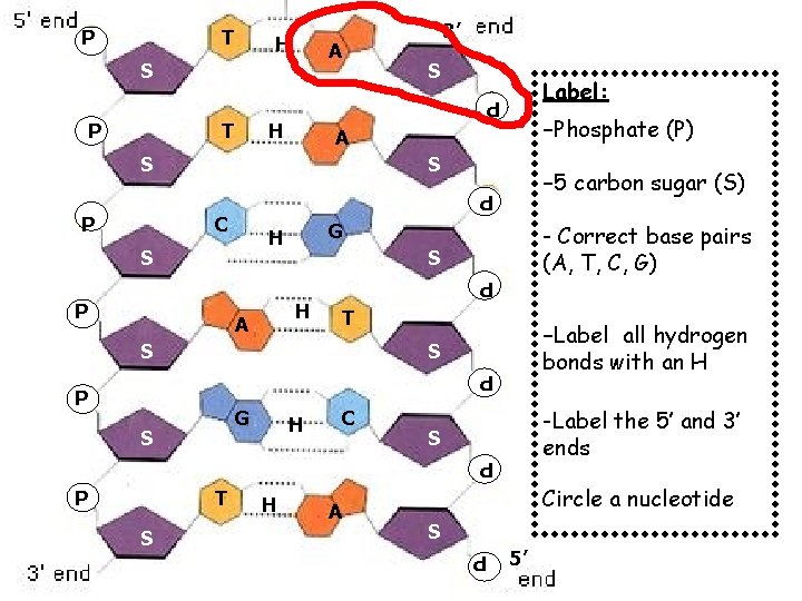 P T H A S T H Label: -Phosphate (P) A S S G