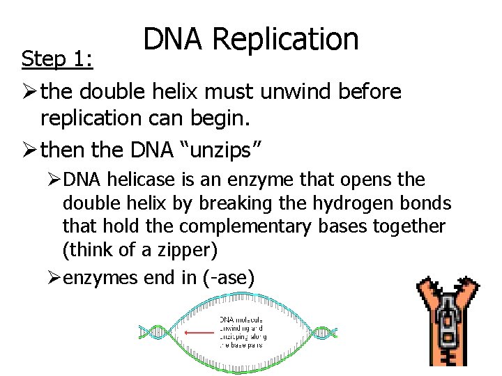 DNA Replication Step 1: Ø the double helix must unwind before replication can begin.