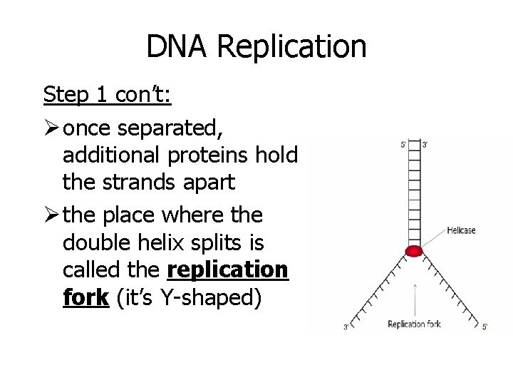 DNA Replication Step 1 con’t: Ø once separated, additional proteins hold the strands apart