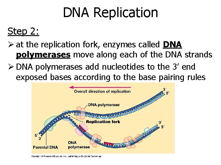 DNA Replication Step 2: Ø at the replication fork, enzymes called DNA polymerases move