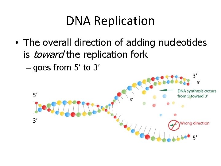 DNA Replication • The overall direction of adding nucleotides is toward the replication fork