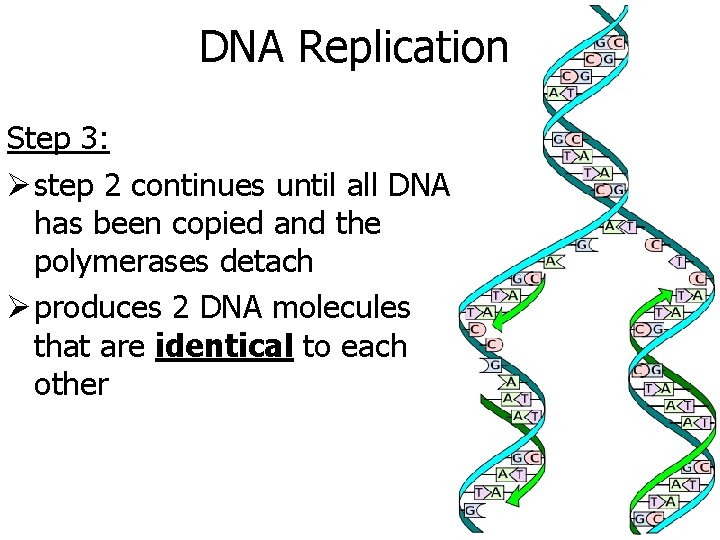 DNA Replication Step 3: Ø step 2 continues until all DNA has been copied