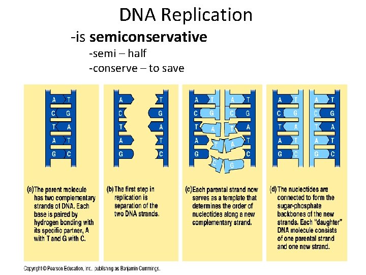 DNA Replication -is semiconservative -semi – half -conserve – to save 