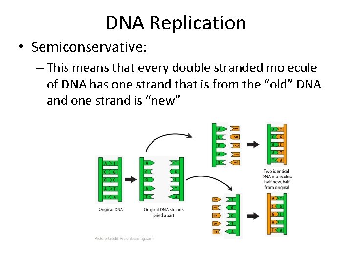 DNA Replication • Semiconservative: – This means that every double stranded molecule of DNA