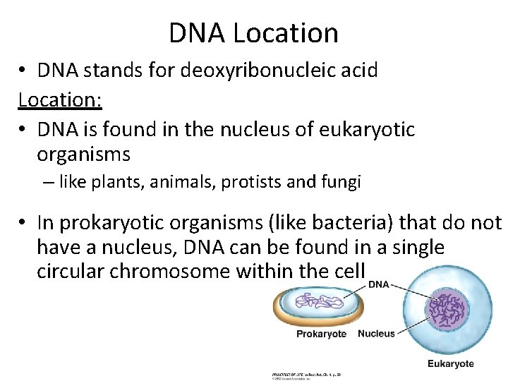 DNA Location • DNA stands for deoxyribonucleic acid Location: • DNA is found in