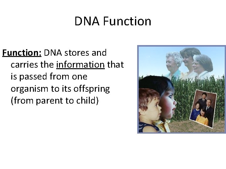 DNA Function: DNA stores and carries the information that is passed from one organism