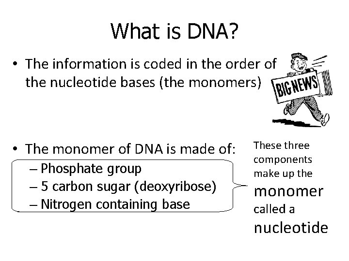 What is DNA? • The information is coded in the order of the nucleotide