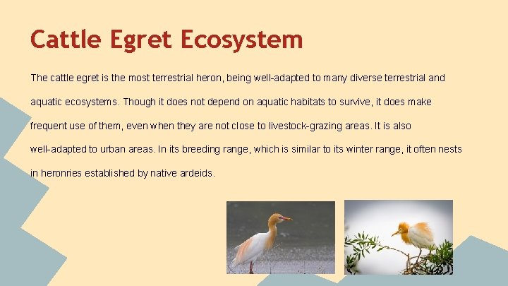 Cattle Egret Ecosystem The cattle egret is the most terrestrial heron, being well-adapted to Cattle Egret Ecosystem The cattle egret is the most terrestrial heron, being well-adapted to