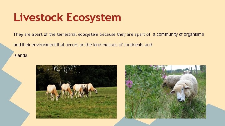 Livestock Ecosystem They are apart of the terrestrial ecosystem because they are apart of