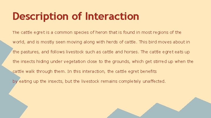 Description of Interaction The cattle egret is a common species of heron that is