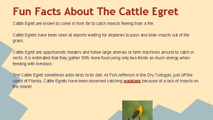 Fun Facts About The Cattle Egret are known to come in from far to Fun Facts About The Cattle Egret are known to come in from far to