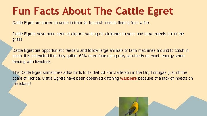 Fun Facts About The Cattle Egret are known to come in from far to