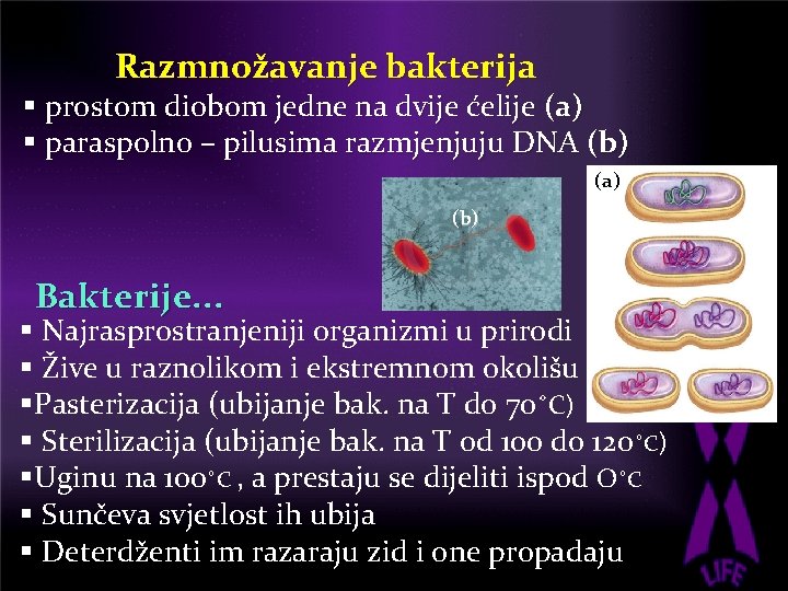Razmnožavanje bakterija § prostom diobom jedne na dvije ćelije (a) § paraspolno – pilusima