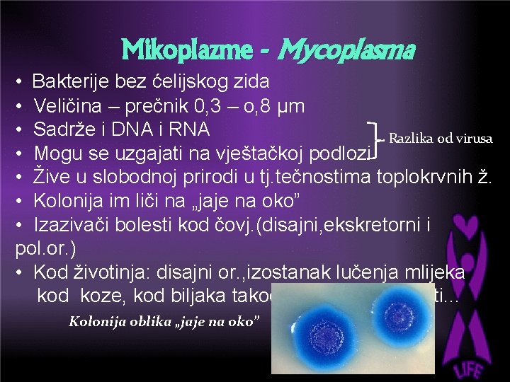 Mikoplazme - Mycoplasma • Bakterije bez ćelijskog zida • Veličina – prečnik 0, 3