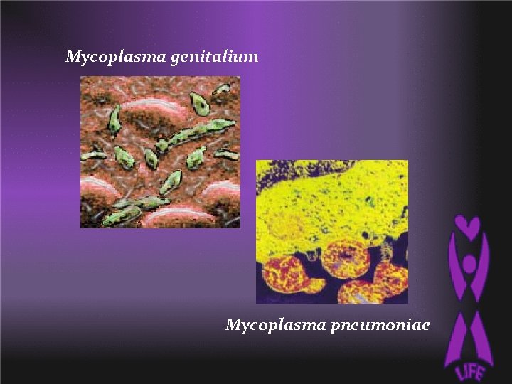 Mycoplasma genitalium Mycoplasma pneumoniae 