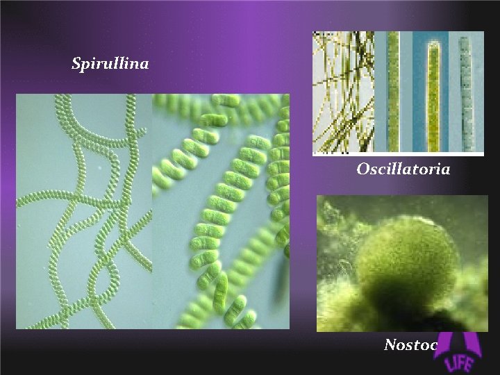 Spirullina Oscillatoria Nostoc 