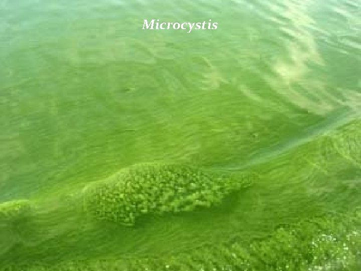 Microcystis 