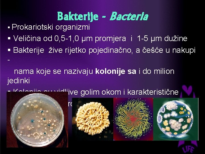 § Prokariotski Bakterije - Bacteria organizmi § Veličina od 0, 5 -1, 0 μm