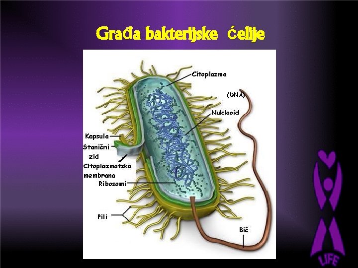 Građa bakterijske ćelije (DNA) 