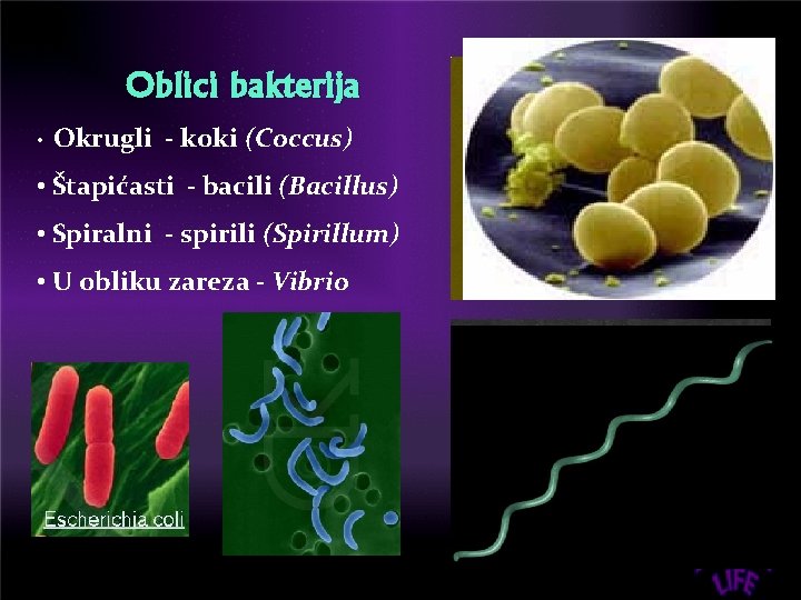 Oblici bakterija • Okrugli - koki (Coccus) • Štapićasti - bacili (Bacillus) • Spiralni