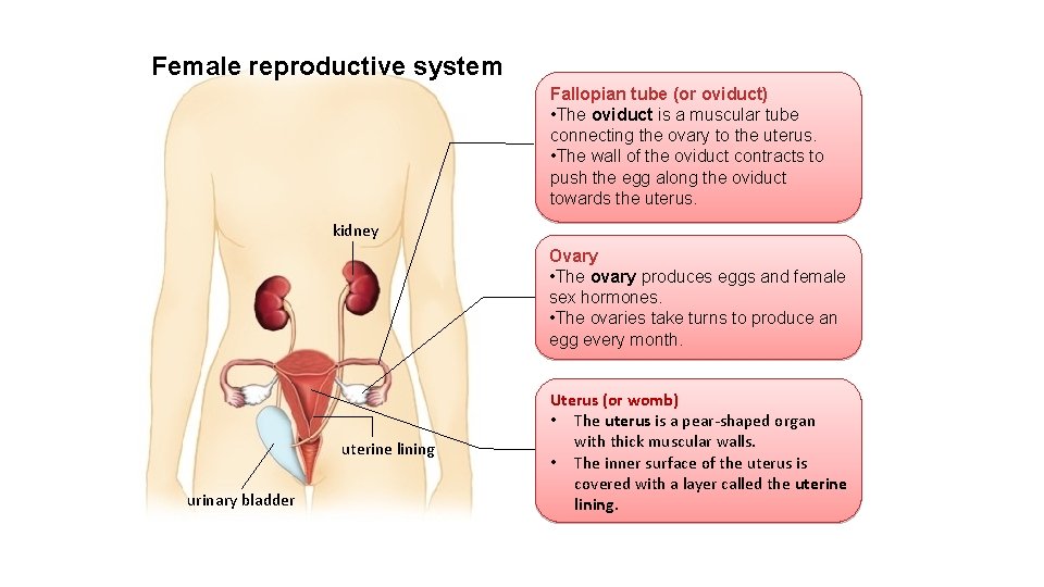 Female reproductive system Fallopian tube (or oviduct) • The oviduct is a muscular tube