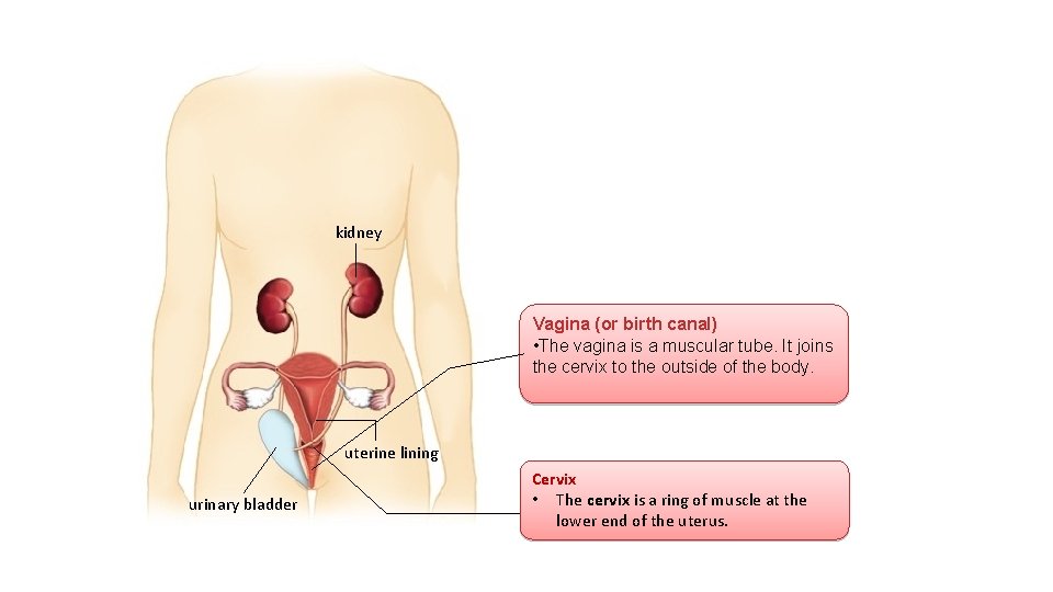kidney Vagina (or birth canal) • The vagina is a muscular tube. It joins
