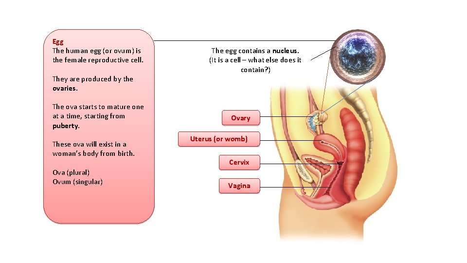 Egg The human egg (or ovum) is the female reproductive cell. They are produced