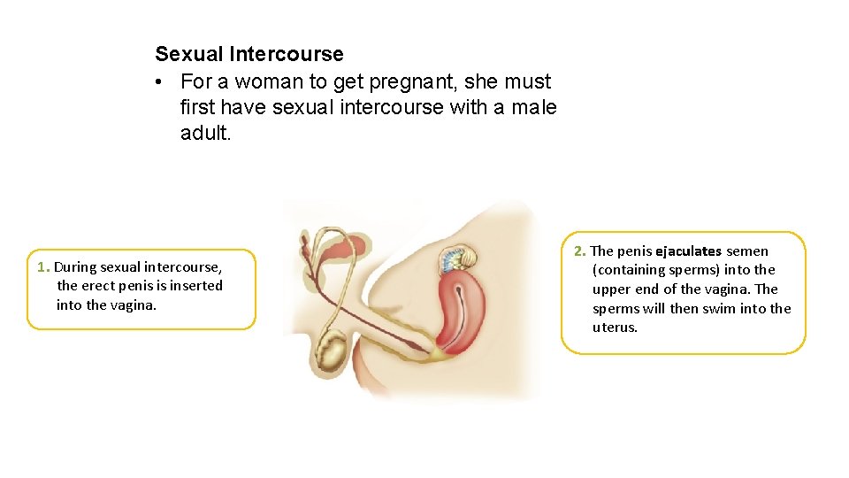 Sexual Intercourse • For a woman to get pregnant, she must first have sexual