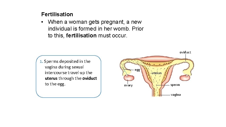 Fertilisation • When a woman gets pregnant, a new individual is formed in her