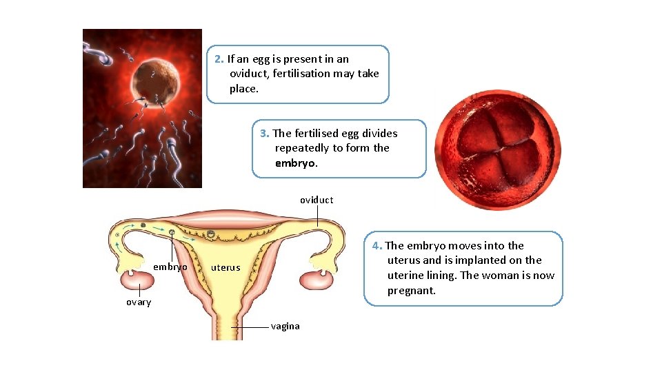 2. If an egg is present in an oviduct, fertilisation may take place. 3.
