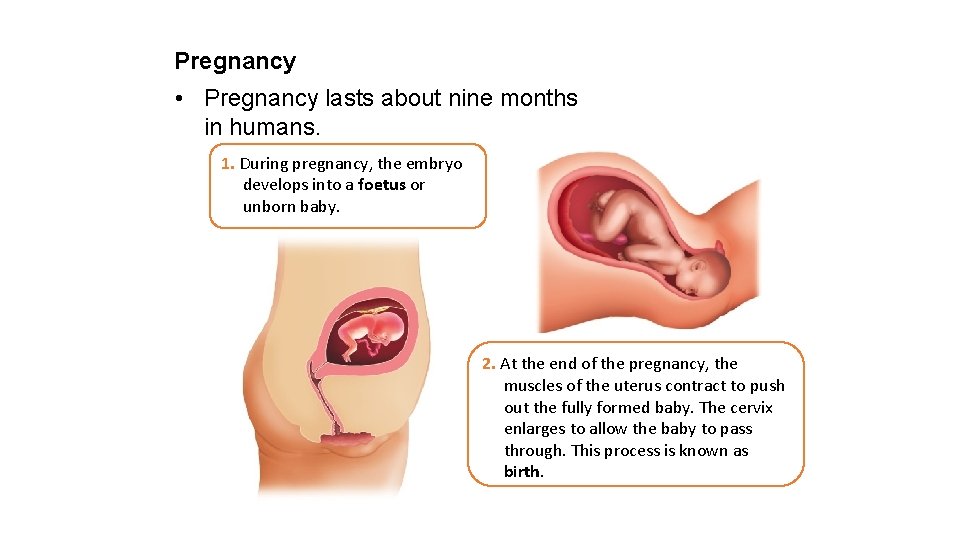 Pregnancy • Pregnancy lasts about nine months in humans. 1. During pregnancy, the embryo
