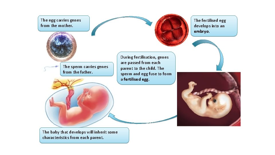 The egg carries genes from the mother. The sperm carries genes from the father.