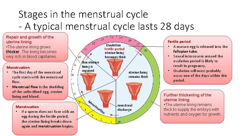 Stages in the menstrual cycle - A typical menstrual cycle lasts 28 days Repair