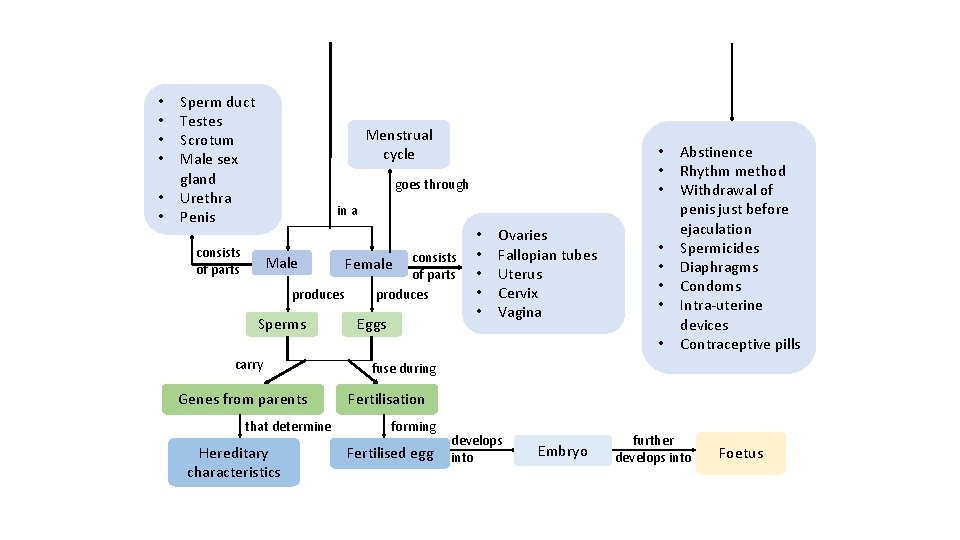 Map It • • • Sperm duct Testes Scrotum Male sex gland Urethra Penis