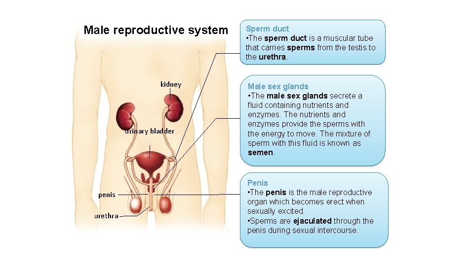 Male reproductive system kidney urinary bladder penis urethra Sperm duct • The sperm duct