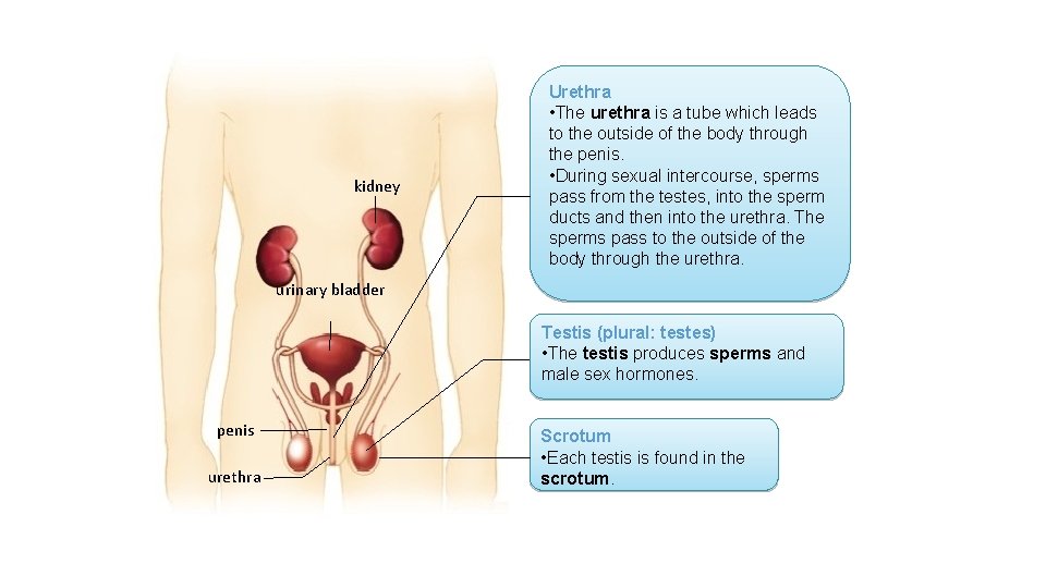 kidney Urethra • The urethra is a tube which leads to the outside of