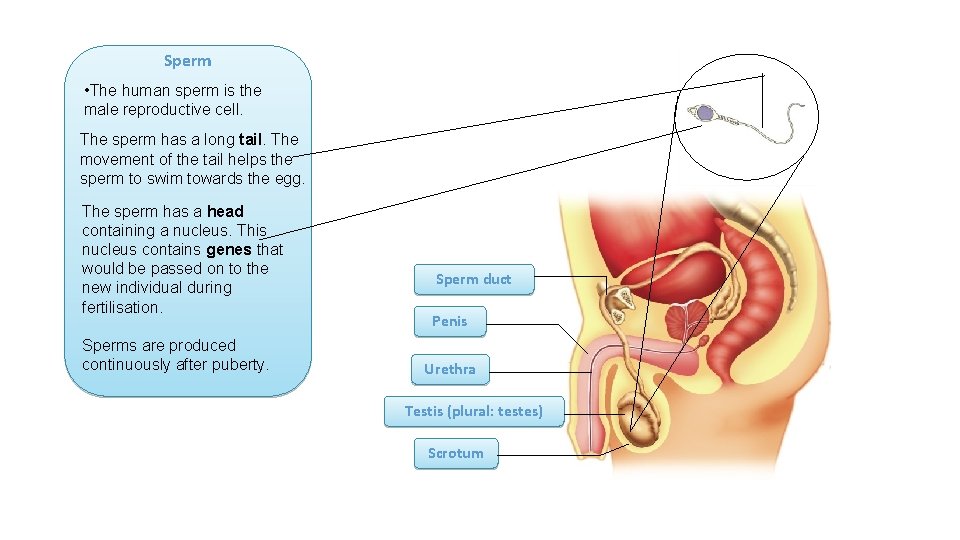 Sperm • The human sperm is the male reproductive cell. The sperm has a